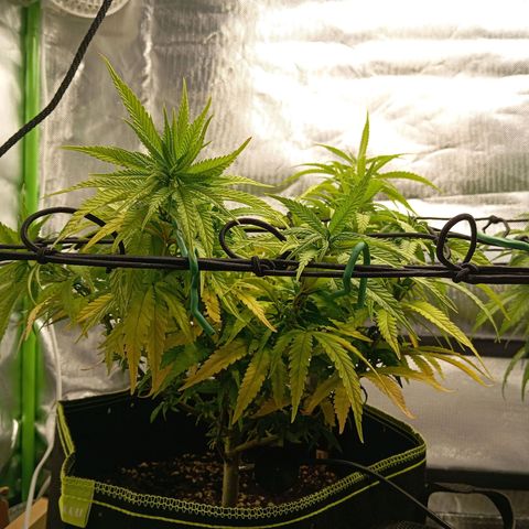 Blue Cheese #1 growlog photo: Diverse Mängel an beiden pflanzen, kein plan was passiert und ehrlich gesagt kein Bock mehr mein Kopf wegen komischen Mängel zu ficken 
