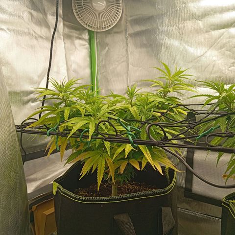 Blue Cheese #1 growlog timeline photo