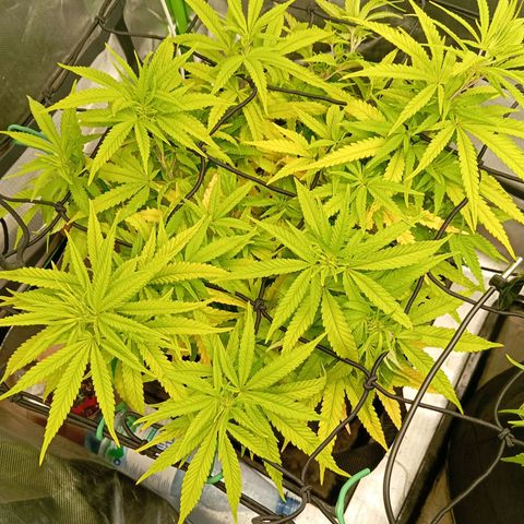 Blue Cheese #1 growlog timeline photo