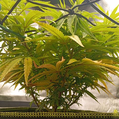Blue Cheese #1 growlog timeline photo