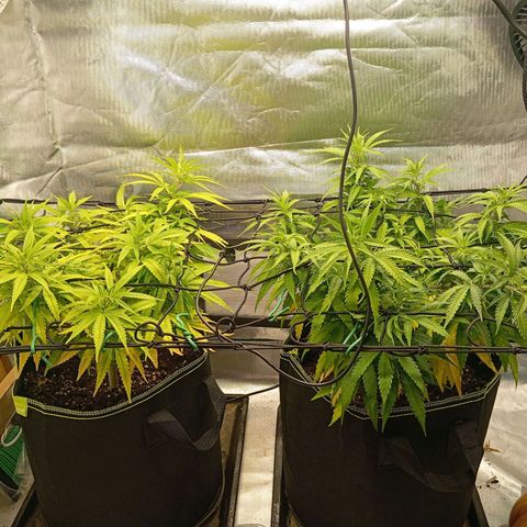 Blue Cheese #1 growlog timeline photo