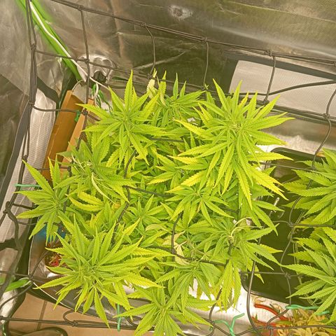 Blue Cheese #1 growlog timeline photo