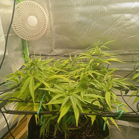 Blue Cheese #1 growlog timeline photo