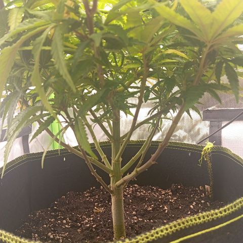 Blue Cheese #1 growlog timeline photo