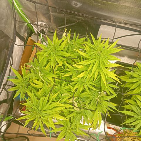 Blue Cheese #1 growlog timeline photo