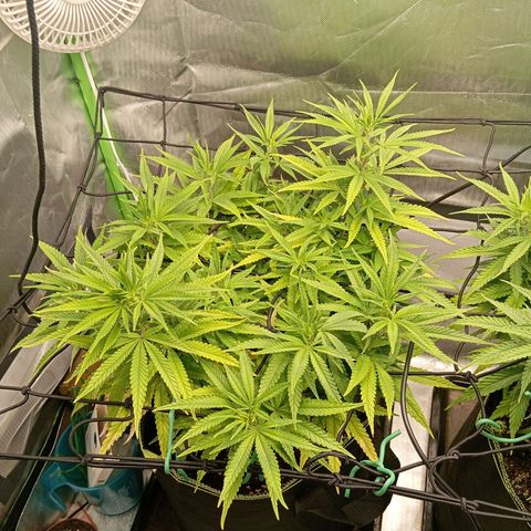 Blue Cheese #1 growlog timeline photo