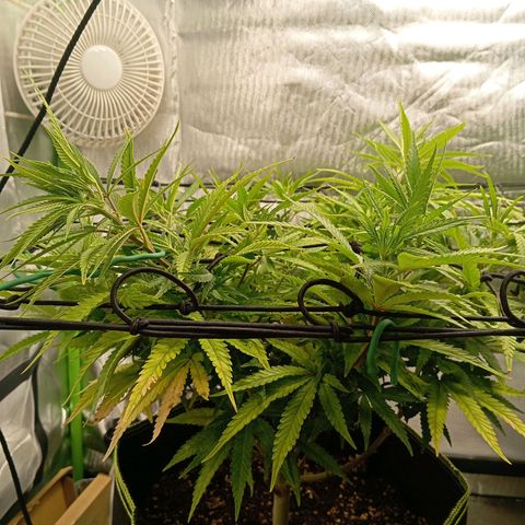 Blue Cheese #1 growlog timeline photo