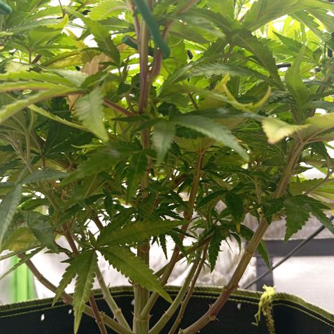 Blue Cheese #1 growlog timeline photo
