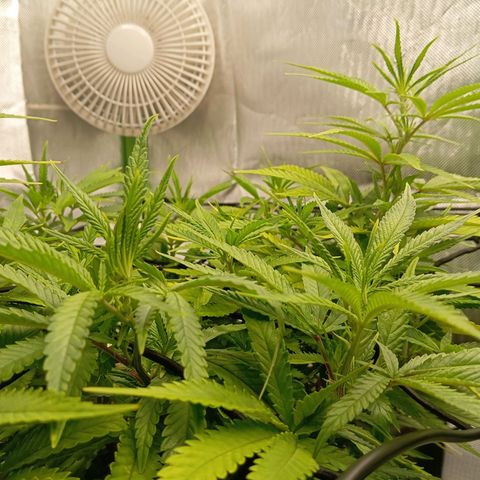 Blue Cheese #1 growlog timeline photo