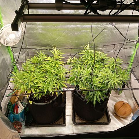 Blue Cheese #1 growlog timeline photo