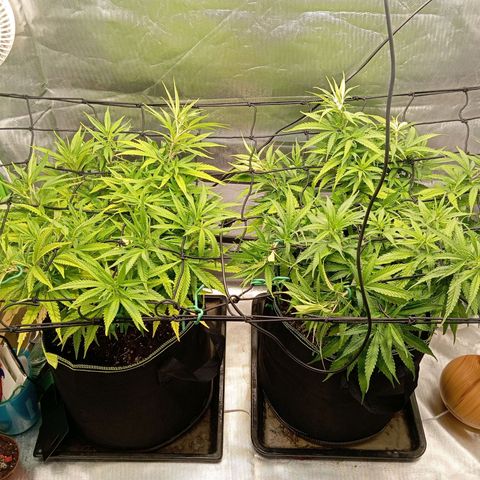 Blue Cheese #1 growlog timeline photo