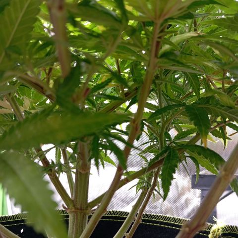 Blue Cheese #1 growlog timeline photo