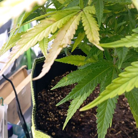 Blue Cheese #1 growlog timeline photo