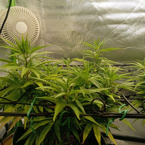 Blue Cheese #1 growlog timeline photo