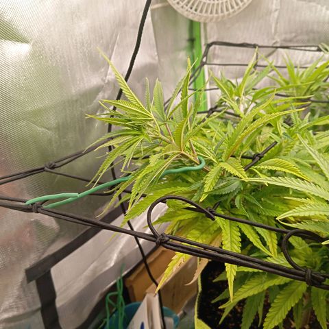 Blue Cheese #1 growlog timeline photo
