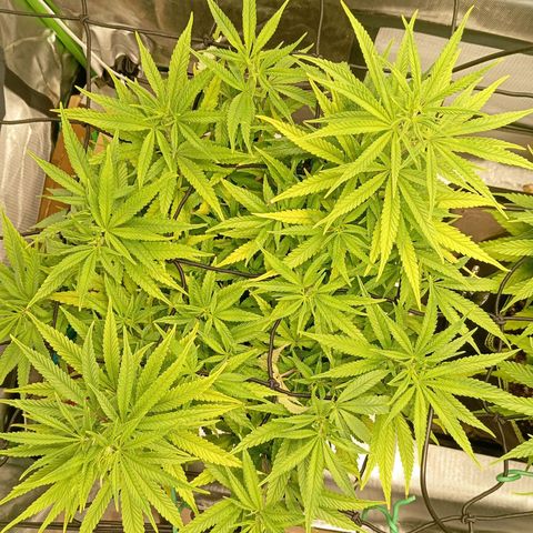 Blue Cheese #1 growlog timeline photo