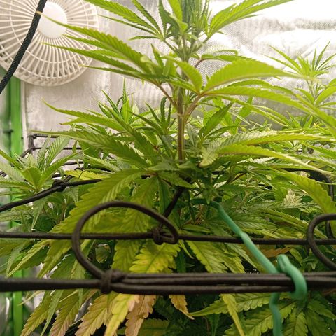 Blue Cheese #1 growlog timeline photo