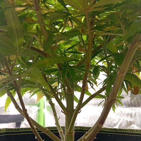 Blue Cheese #1 growlog timeline photo