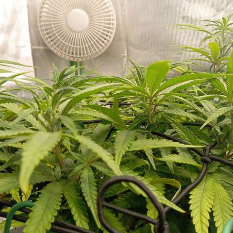 Blue Cheese #1 growlog timeline photo