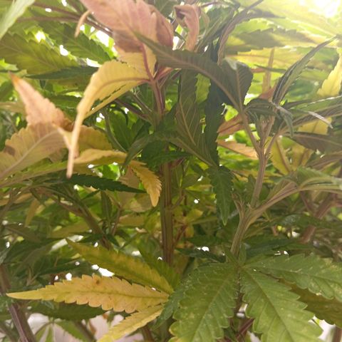 Blue Cheese #1 growlog timeline photo