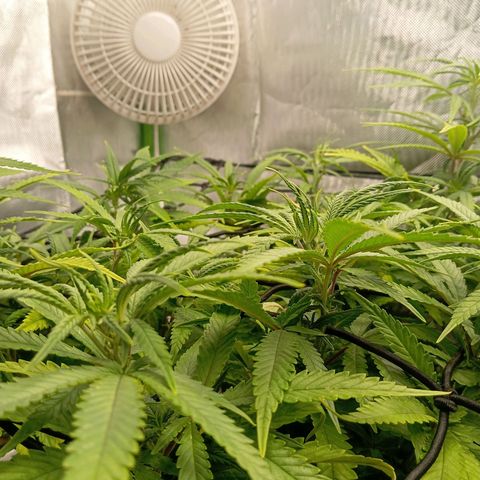 Blue Cheese #1 growlog timeline photo