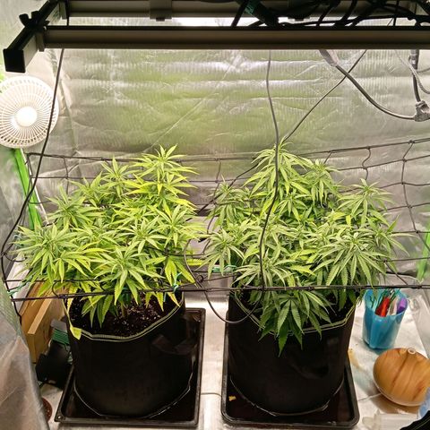 Blue Cheese #1 growlog timeline photo