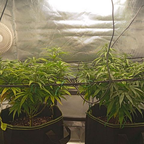 Blue Cheese #1 growlog timeline photo