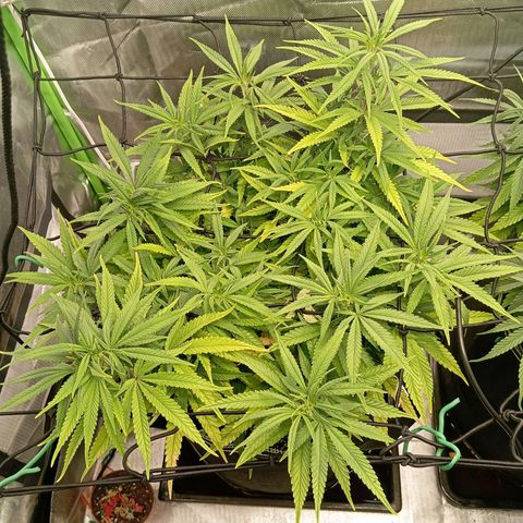 Blue Cheese #1 growlog timeline photo