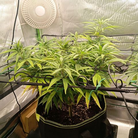 Blue Cheese #1 growlog timeline photo