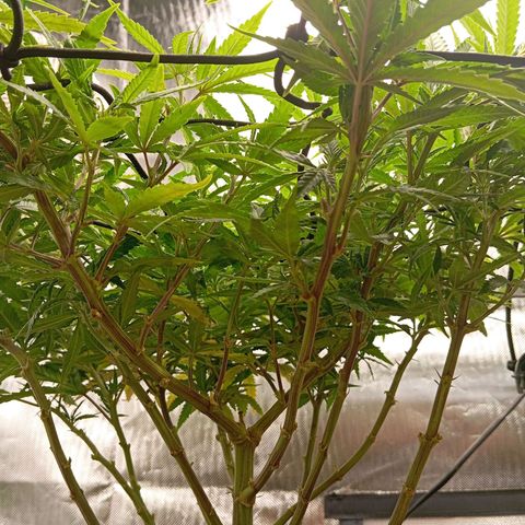 Blue Cheese #1 growlog timeline photo