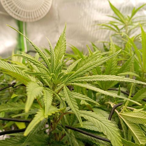 Blue Cheese #1 growlog timeline photo