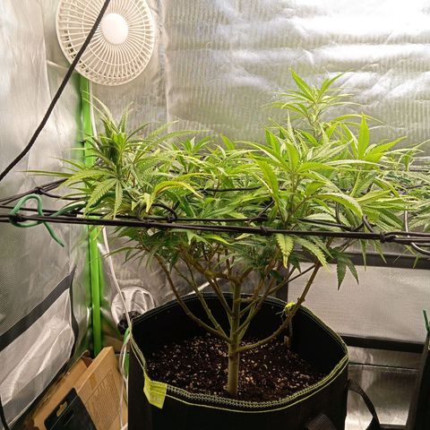 Blue Cheese #1 growlog timeline photo