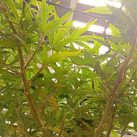 Blue Cheese #1 growlog timeline photo