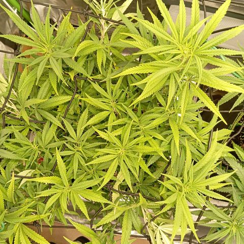 Blue Cheese #1 growlog timeline photo