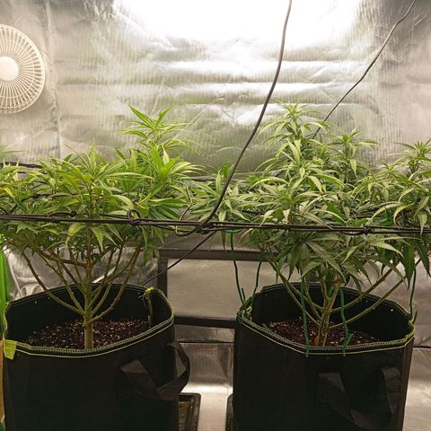 Blue Cheese #1 growlog timeline photo