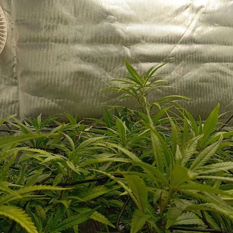 Blue Cheese #1 growlog timeline photo