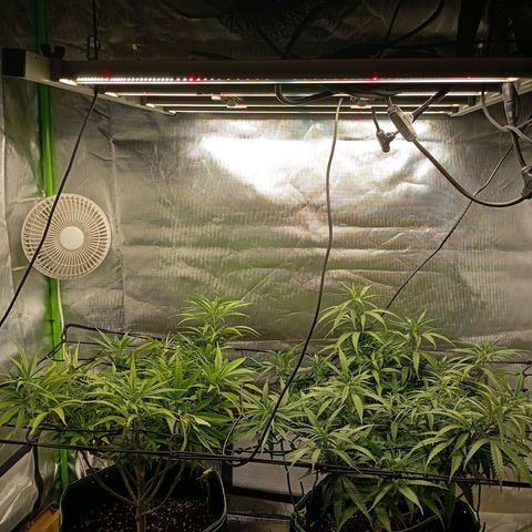 Blue Cheese #1 growlog timeline photo