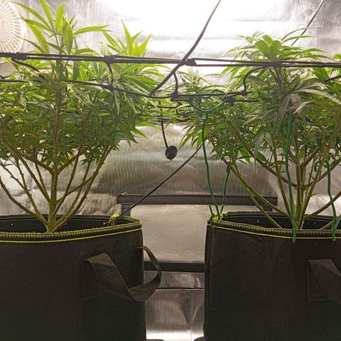 Blue Cheese #1 growlog timeline photo