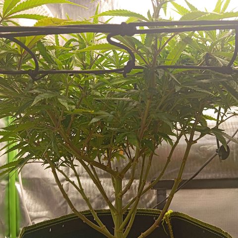 Blue Cheese #1 growlog timeline photo