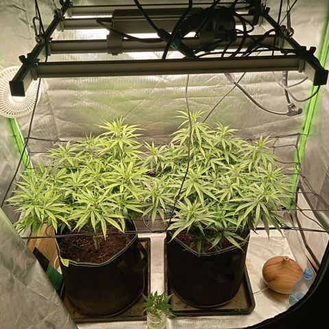 Blue Cheese #1 growlog timeline photo