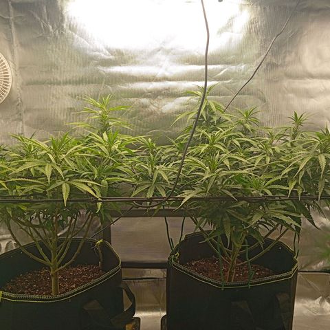 Blue Cheese #1 growlog timeline photo