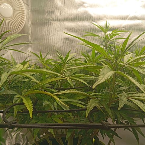 Blue Cheese #1 growlog timeline photo