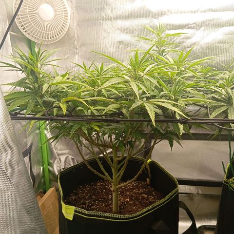 Blue Cheese #1 growlog timeline photo