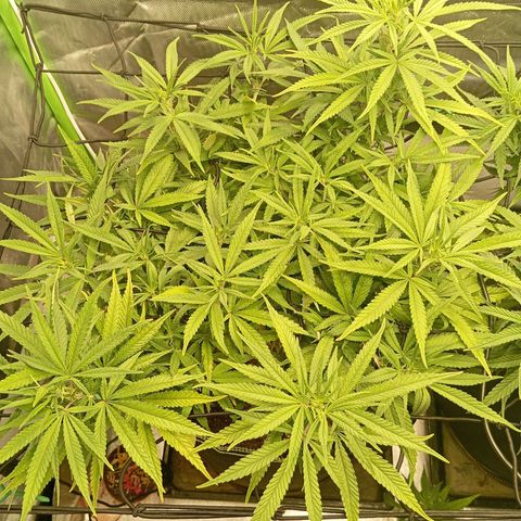 Blue Cheese #1 growlog timeline photo