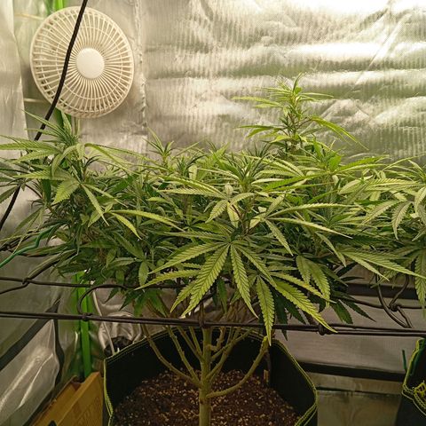 Blue Cheese #1 growlog timeline photo