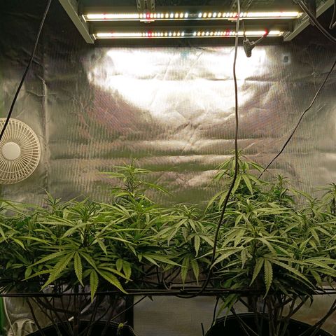 Blue Cheese #1 growlog timeline photo