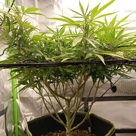 Blue Cheese #1 growlog timeline photo