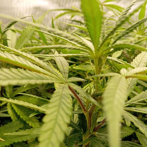 Blue Cheese #1 growlog timeline photo