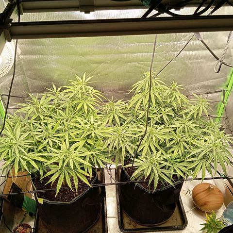 Blue Cheese #1 growlog timeline photo