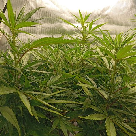 Blue Cheese #1 growlog timeline photo